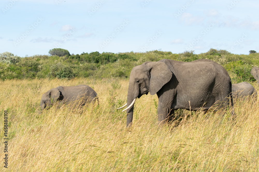 African elephants grazing in tall grass near water in savanna African elephants grazing in tall grass near water in savanna