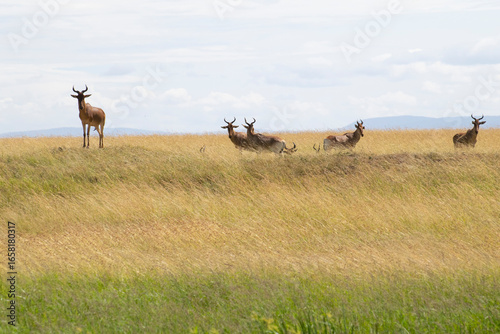 Group of deer lying in tall savanna grass