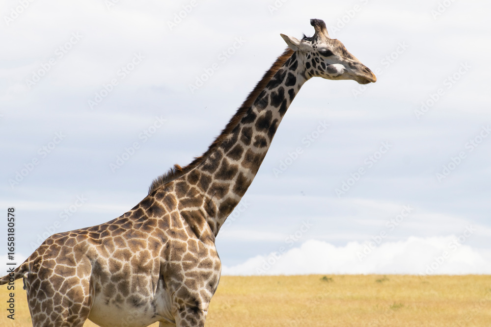 Obraz premium Close-up of giraffe neck and head against the sky