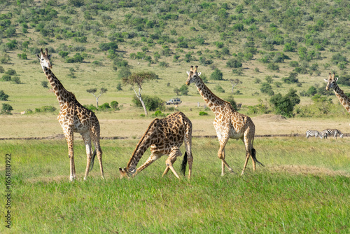 Photography Two giraffes walking across grassy savanna