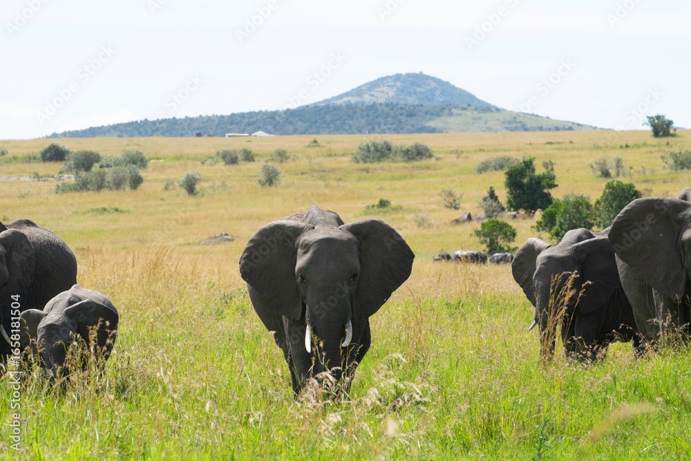 Obraz premium African buffalo grazing on grassy savanna with hill in background