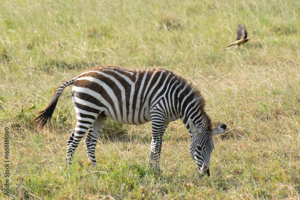 Obraz premium Zebra grazing on grassy savanna with grazing calf nearby