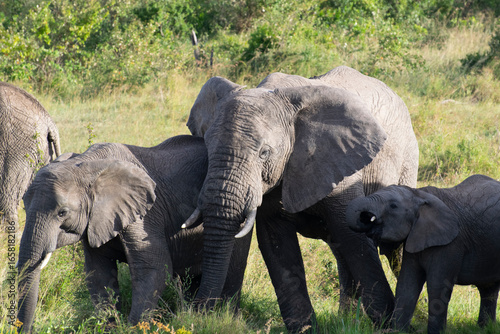 Photography Pair of elephants standing in green savanna landscape