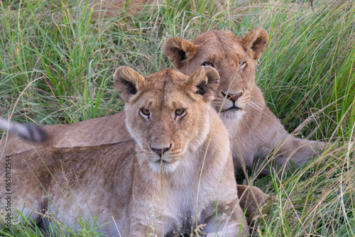 Pair of lionesses sitting together in grassy savanna