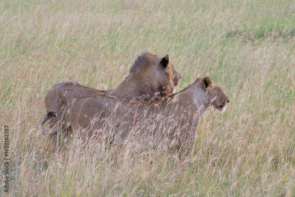 Fototapeta premium Two hyenas walking together through tall grassy savanna