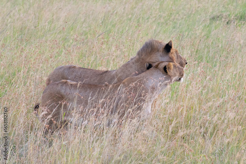 Lioness resting in tall dry grass on savanna