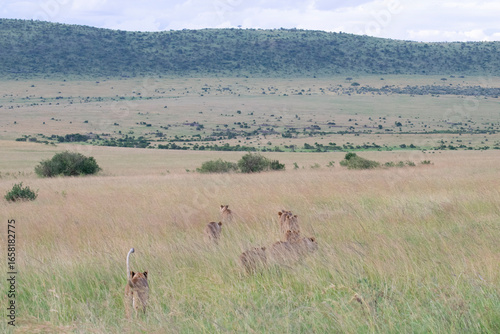 Open savanna landscape with distant herd of animals and hills