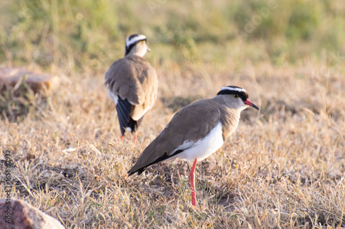 Crowned lapwings standing on dry grassland