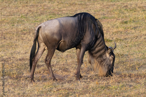Wildebeest grazing on savanna grassland