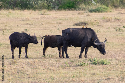 Wildebeest with calf walking across dry savanna