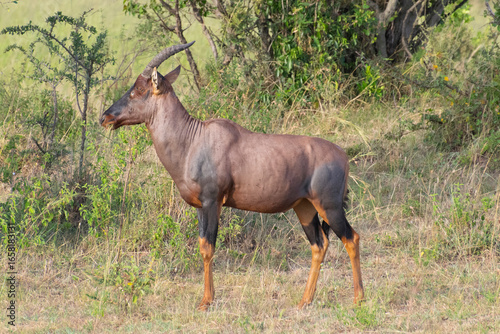 Topi antelope standing on grassy savanna near shrubs