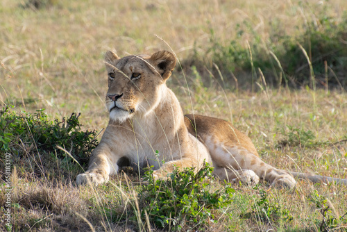 Lioness yawning while resting among shrubs on grassy savanna