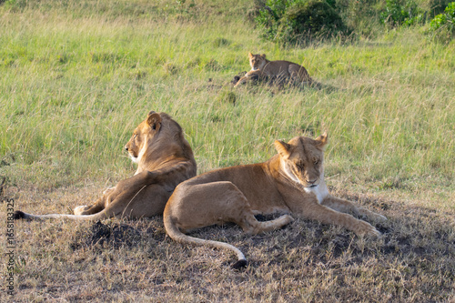 Group of lions resting on grassy savanna plain in afternoon sunlight
