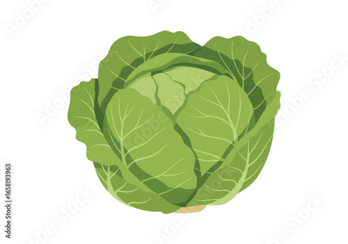Isolated head of green cabbage against white, for diet plans or agriculture ads