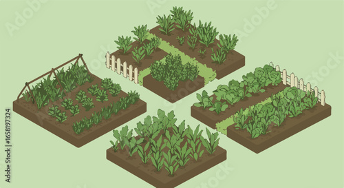 Isometric garden beds with different vegetables, home gardening, vector illustration