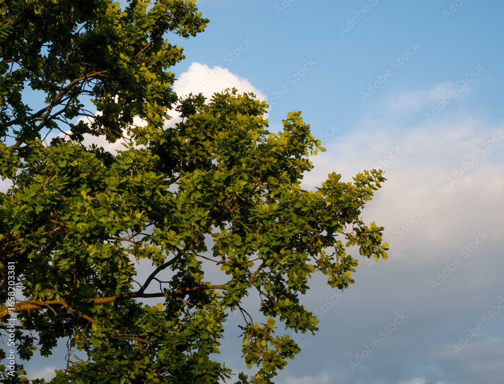 Obraz premium Green Oak Tree Branches and Leaves Against a Bright Blue Sky