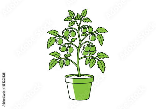 Illustration of potted tomatoes growing for graphic use on clean white space