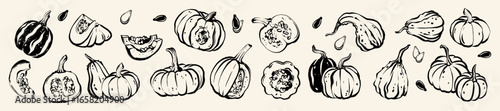 Pumpkin ink doodle, hand drawn Halloween autumn harvest illustration, fall whimsical brushstroke set. Garden organic food, October season vegetables vintage art. Thanksgiving pumpkin doodle decor kit