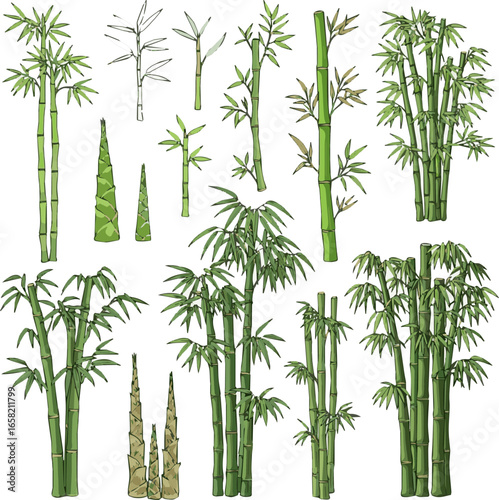 Create a kinds of deferent Bamboo vector art with white background.