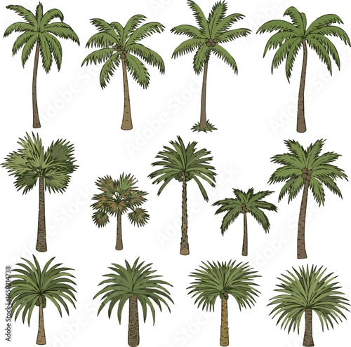 Create a kinds of deferent palm tree vector art with white background.