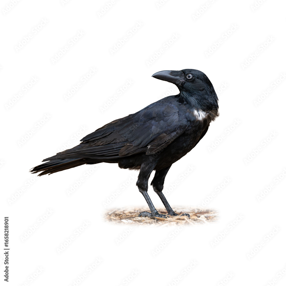 Obraz premium Torresian Crow standing alert on the ground with glossy black feathers and bright pale eyes