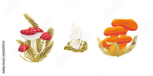 Colorful mushrooms illustration with boletus, chanterelles, and forest elements, drawn in a natural style for food, cooking, and autumn season themes.