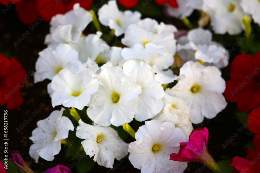 Obraz premium Beautiful petunia flowers blooming in the garden.