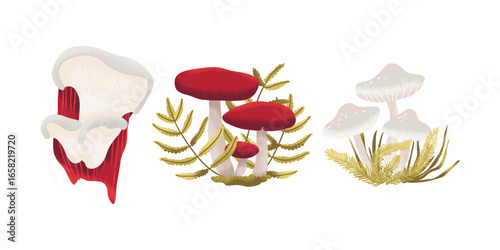 Hand drawn mushrooms set with boletus, champignon, and decorative leaves, ideal for cooking design, organic food packaging, or autumn harvest themes.