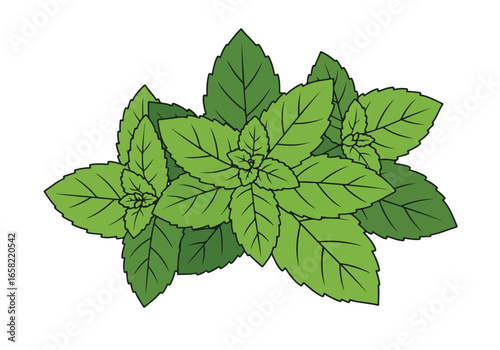 Bunch of vibrant mint leaves on white for recipe illustrations or garden catalogs
