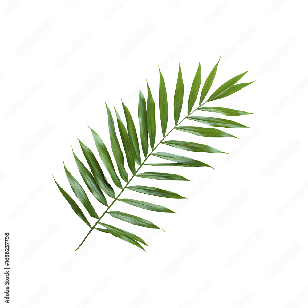 Fototapeta premium Palm leaf with distinct fronds and lush green foliage