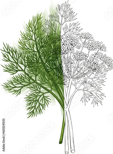 Conceptual Art Sketch Style A Bunch of Fresh Dill