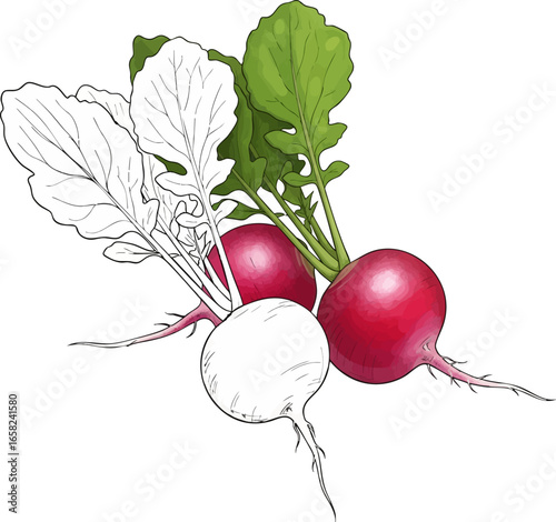 Conceptual Art Sketch Style A Bunch of Three Red Radishes