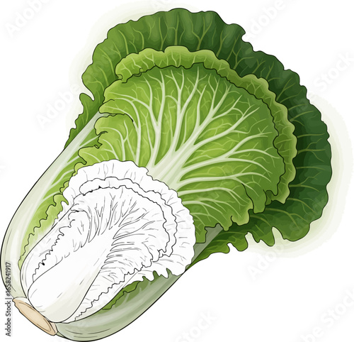 Conceptual Art Sketch Style A Head of Napa Cabbage