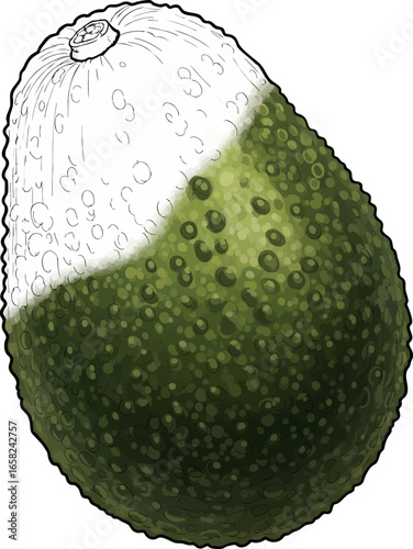 Conceptual Art Sketch Style A Single, Ripe Avocado