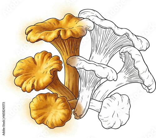Conceptual Art Sketch Style A Still Life of Chanterelle Mushrooms