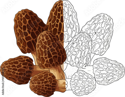Conceptual Art Sketch Style A Still Life of Morel Mushrooms