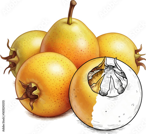 Conceptual Art Sketch Style A Still Life of Medlars