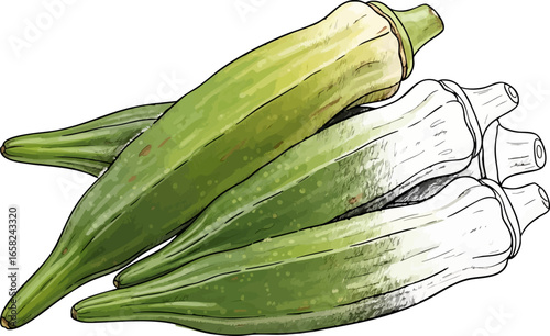 Conceptual Art Sketch Style A Still Life of Okra Pods