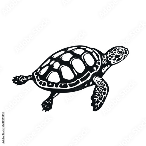 A cute brown tortoise with a shell is walking on a white background