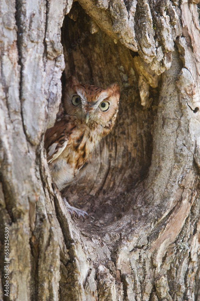 Obraz premium Eastern Screech-owl taken in southern MN under controlled conditions