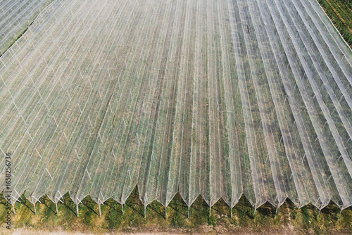 Foto Aerial view of cultivated field covered with protective nets for growing crops,