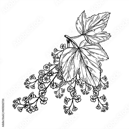 Flowering currant branch vector isolated illustration painted by black inks. Hand drawing garden bush with flowers raceme and leaves graphic sketch. For harvest design, horticultural guides