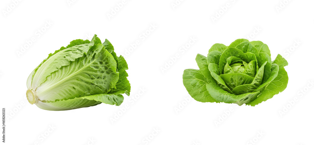 Obraz premium Harvesting fresh salad greens romaine and butterhead lettuce kitchen food bright healthy eating. Set PNG