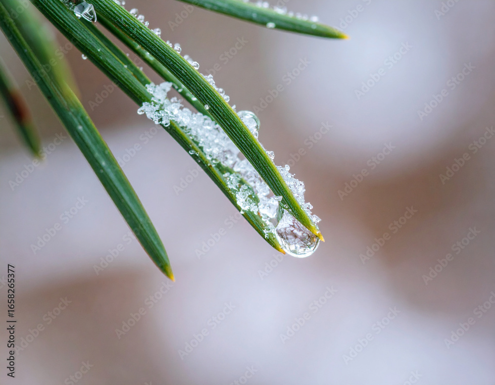 Naklejka premium Frozen Pine Needles: Close-Up of Ice Crystals and Water Droplet on Green Needles