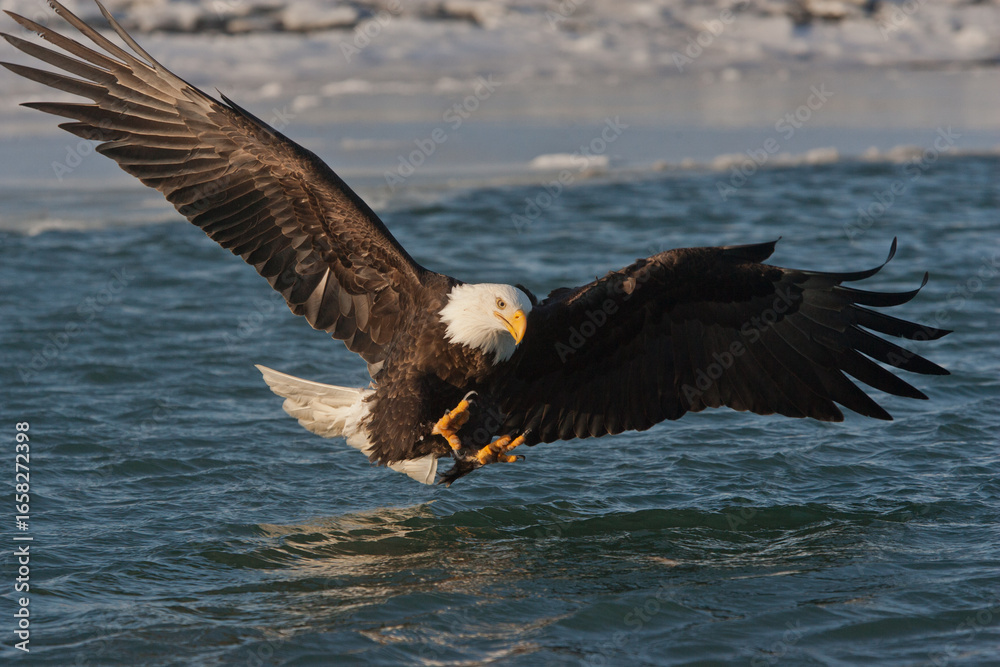 Fototapeta premium Bald Eagle with fish taken in SE Alaska