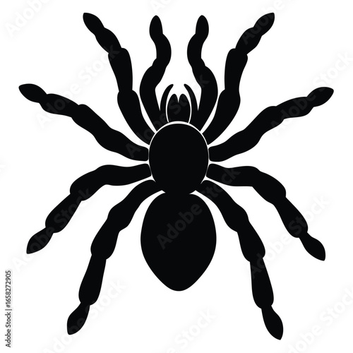 spaider vecror animal