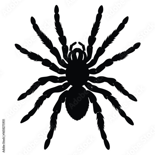 spaider vecror animal