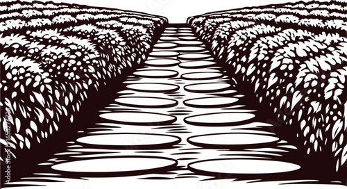 Hand drawn illustration of rural crop field with pathway between rows of bushes in vintage engraving