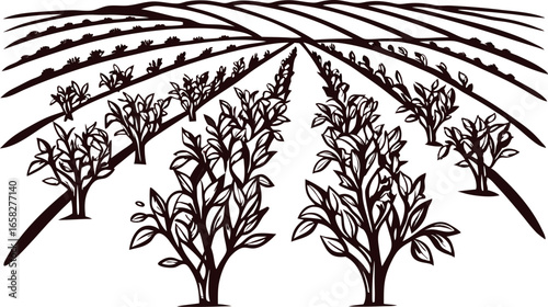 Orchard tree plantation in rows with distant hills, stylized agriculture illustration, hand drawn black and white