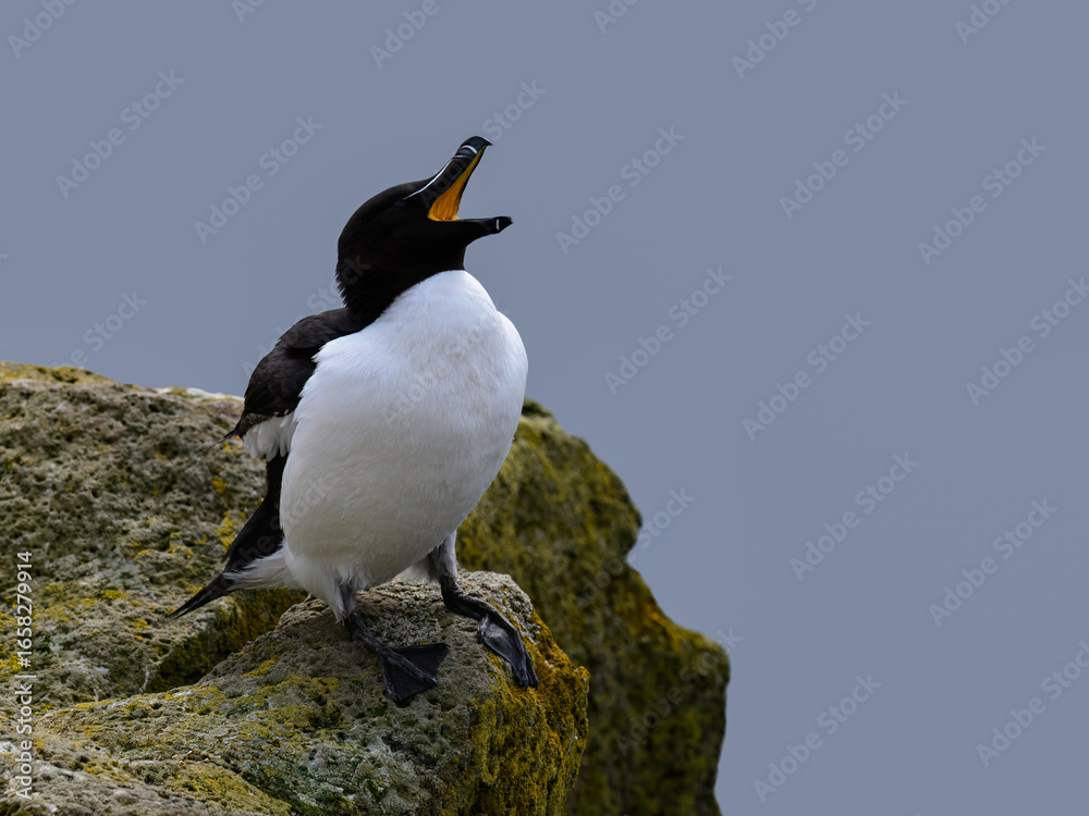 Fototapeta premium Razorbill Calling from Rocky Coastline